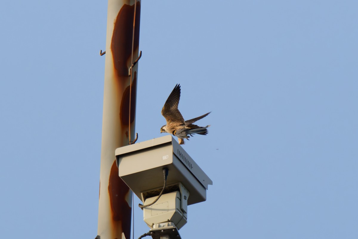 Peregrine Falcon - ML645098826