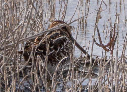 Wilson's Snipe - ML645098838