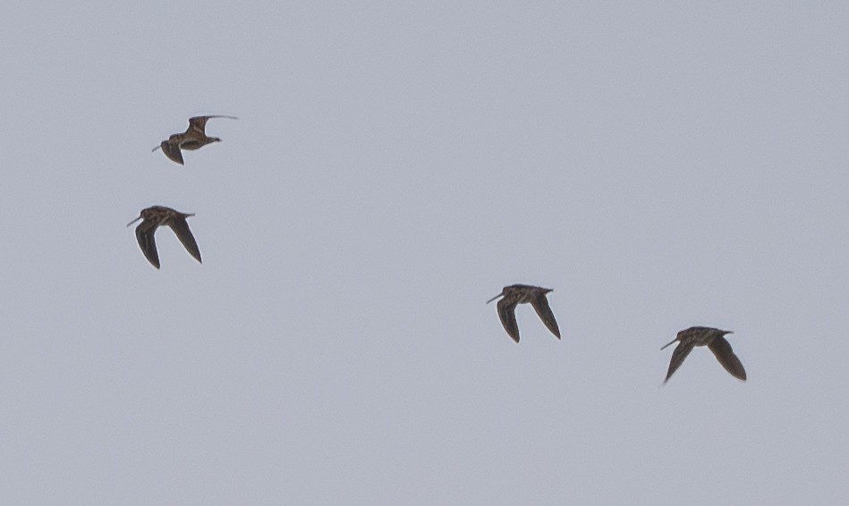 Wilson's Snipe - ML645098842