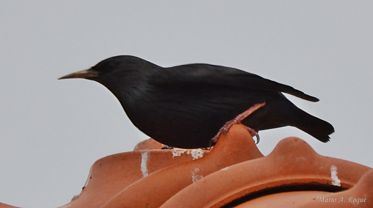 Einfarbstar - ML645098851