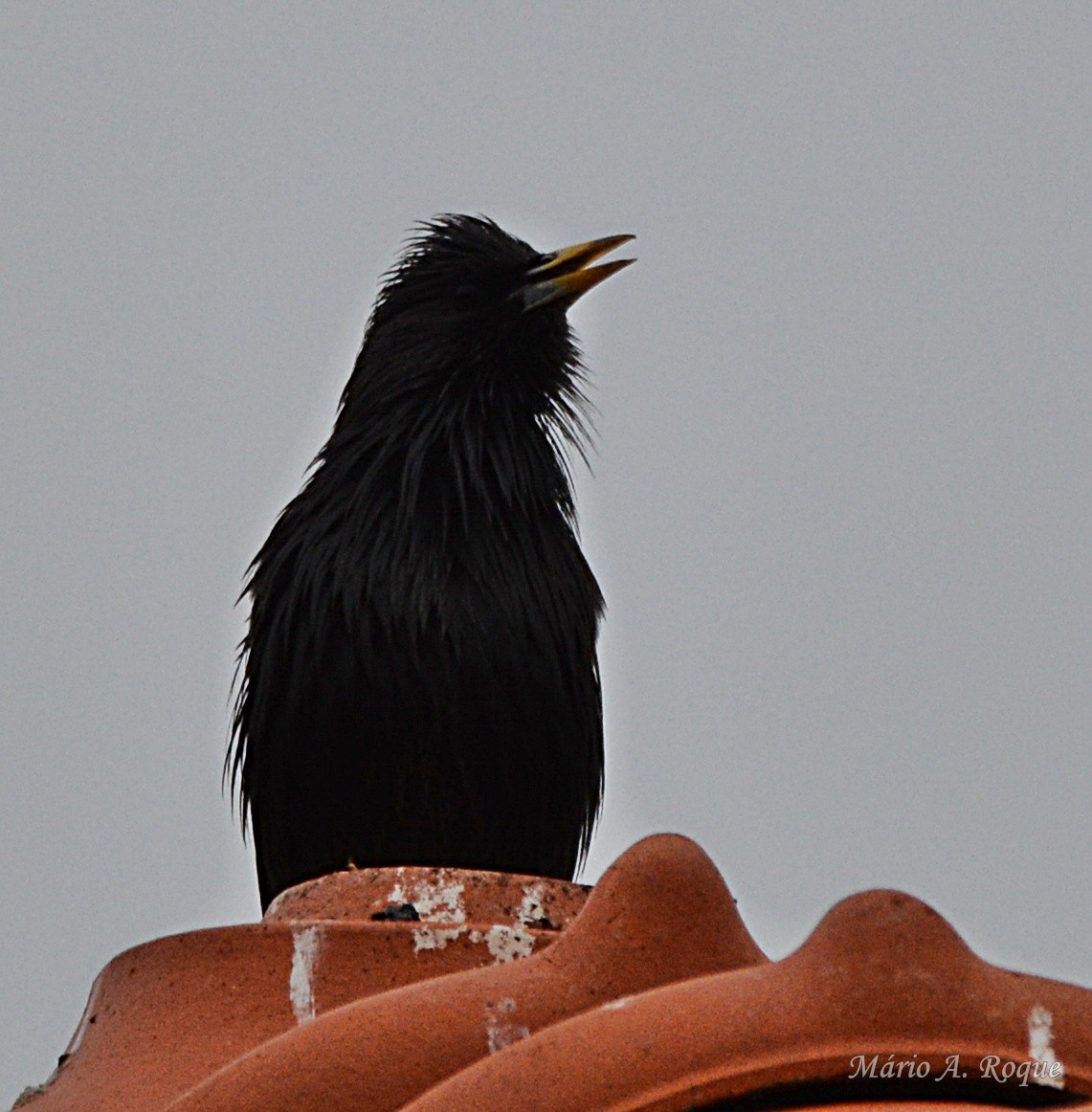 Einfarbstar - ML645098852