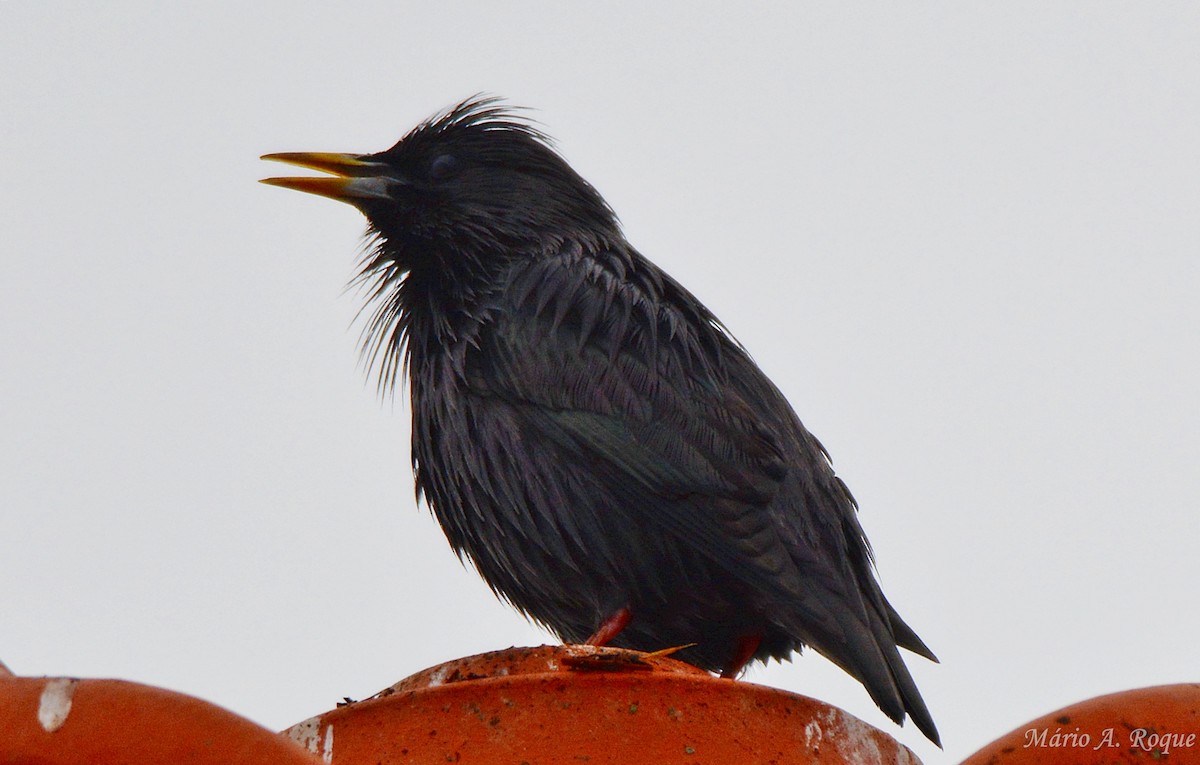 Einfarbstar - ML645098853