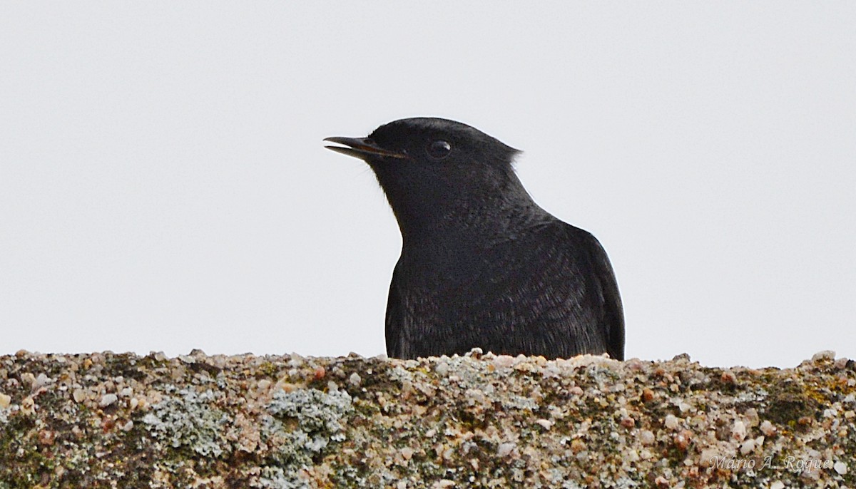 Einfarbstar - ML645098854