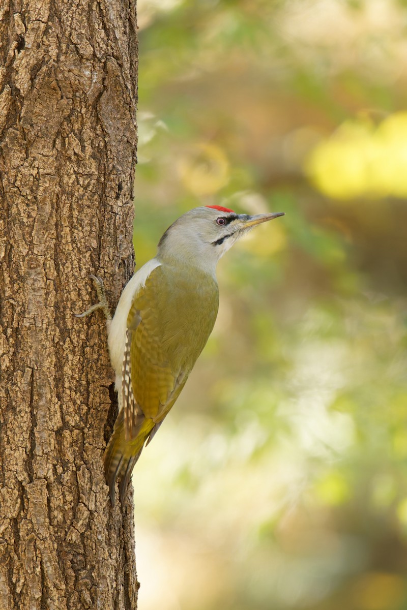 Gray-headed Woodpecker - ML645098870