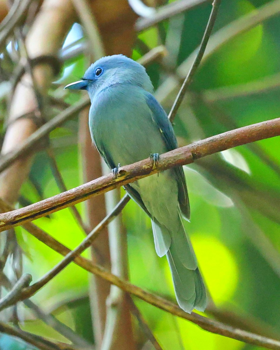 Tchitrec des Célèbes - ML645098875