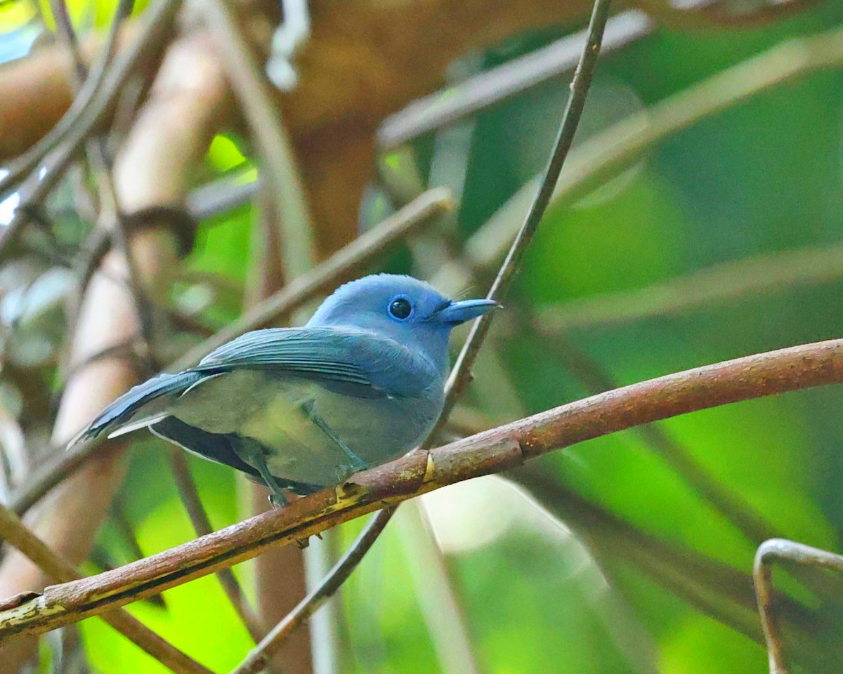 Tchitrec des Célèbes - ML645098876