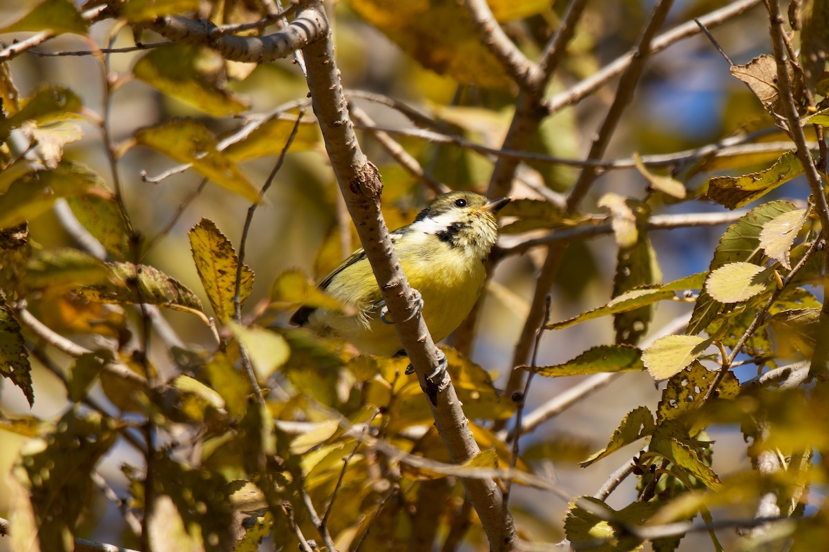 Yellow-bellied Tit - ML645098877