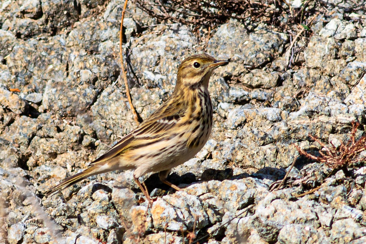 Meadow Pipit - ML645098914