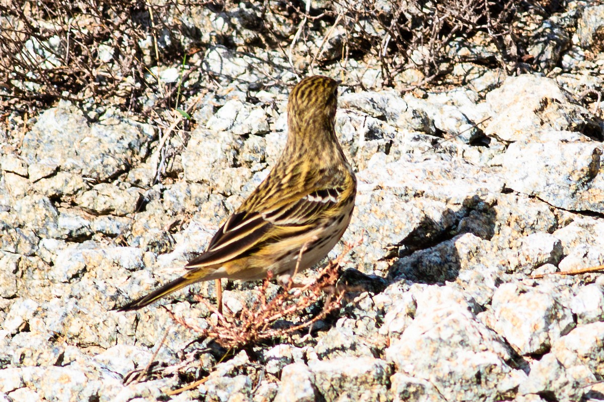 Meadow Pipit - ML645098915