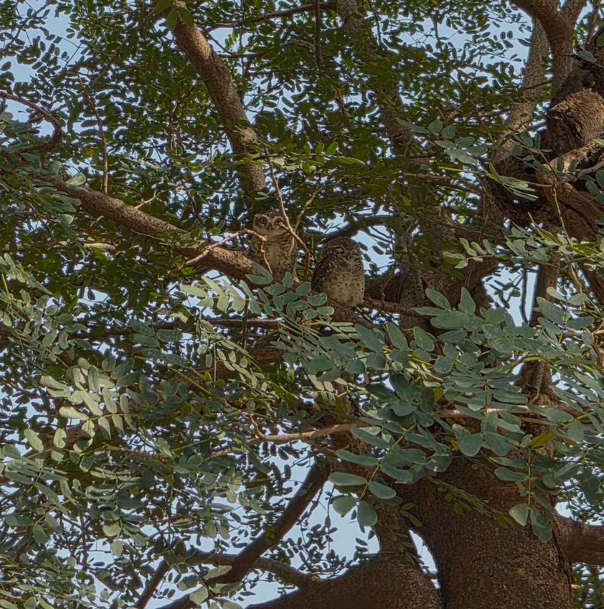 Spotted Owlet - ML645098919