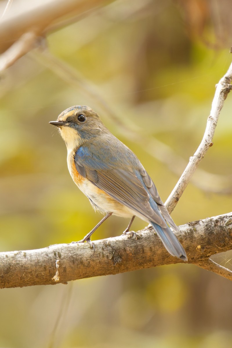 Red-flanked Bluetail - ML645098925
