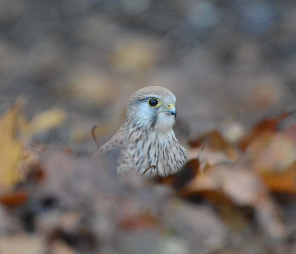 Eurasian Kestrel - ML645098928