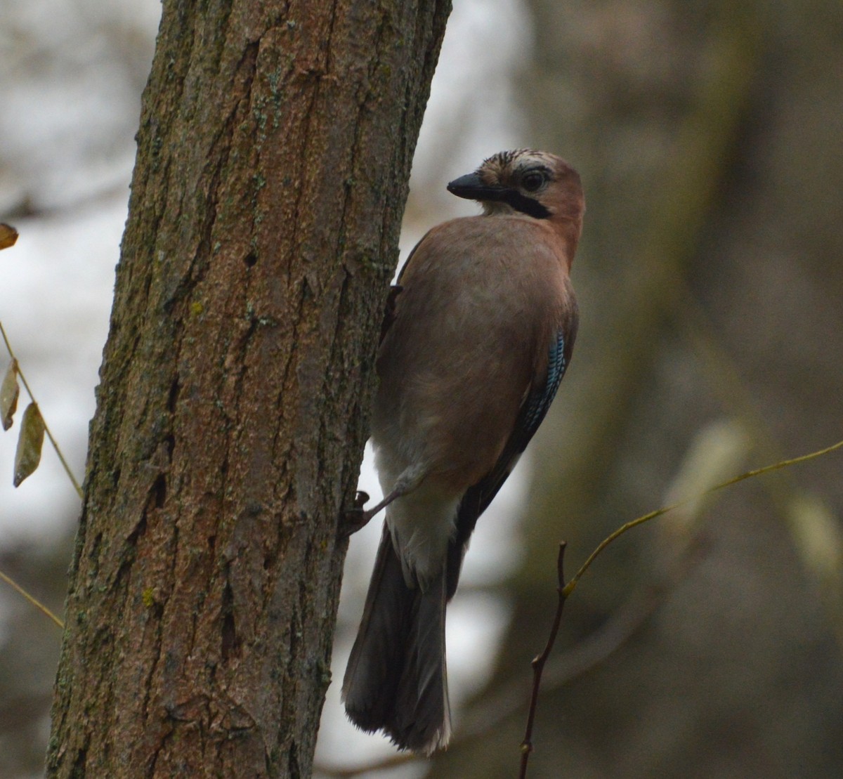 Eurasian Jay - ML645098929