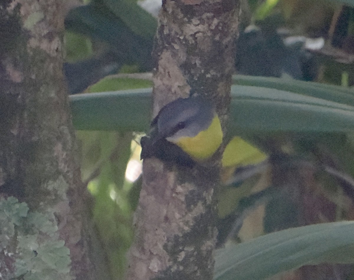 Eastern Yellow Robin - ML645098930
