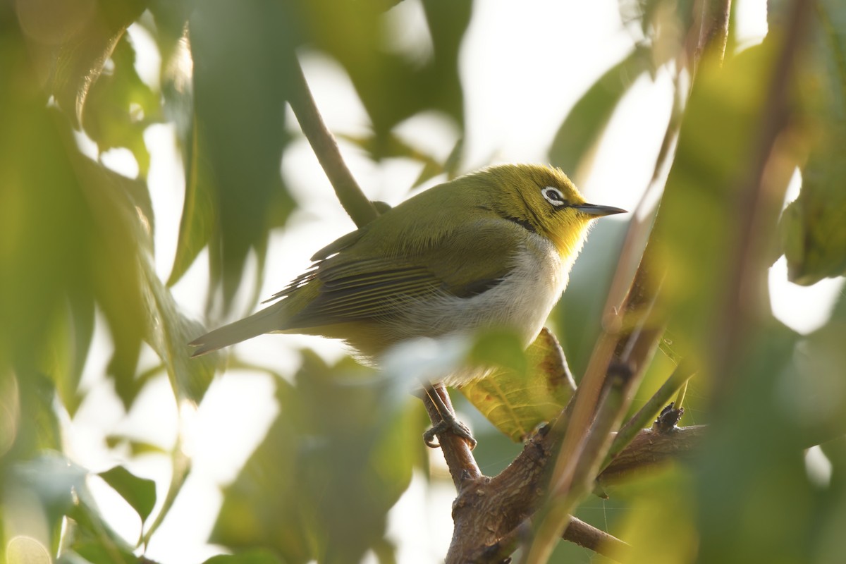 Swinhoe's White-eye - ML645098932