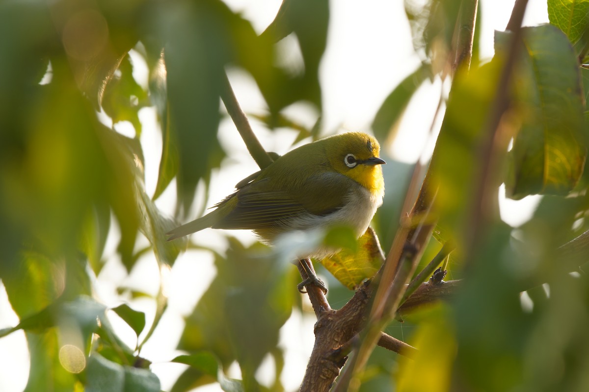 Swinhoe's White-eye - ML645098933
