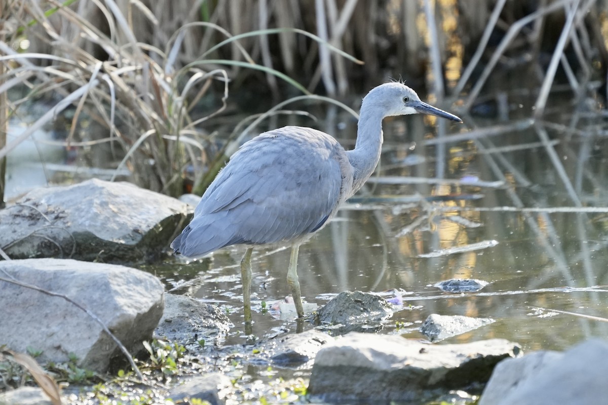 White-faced Heron - ML645098941