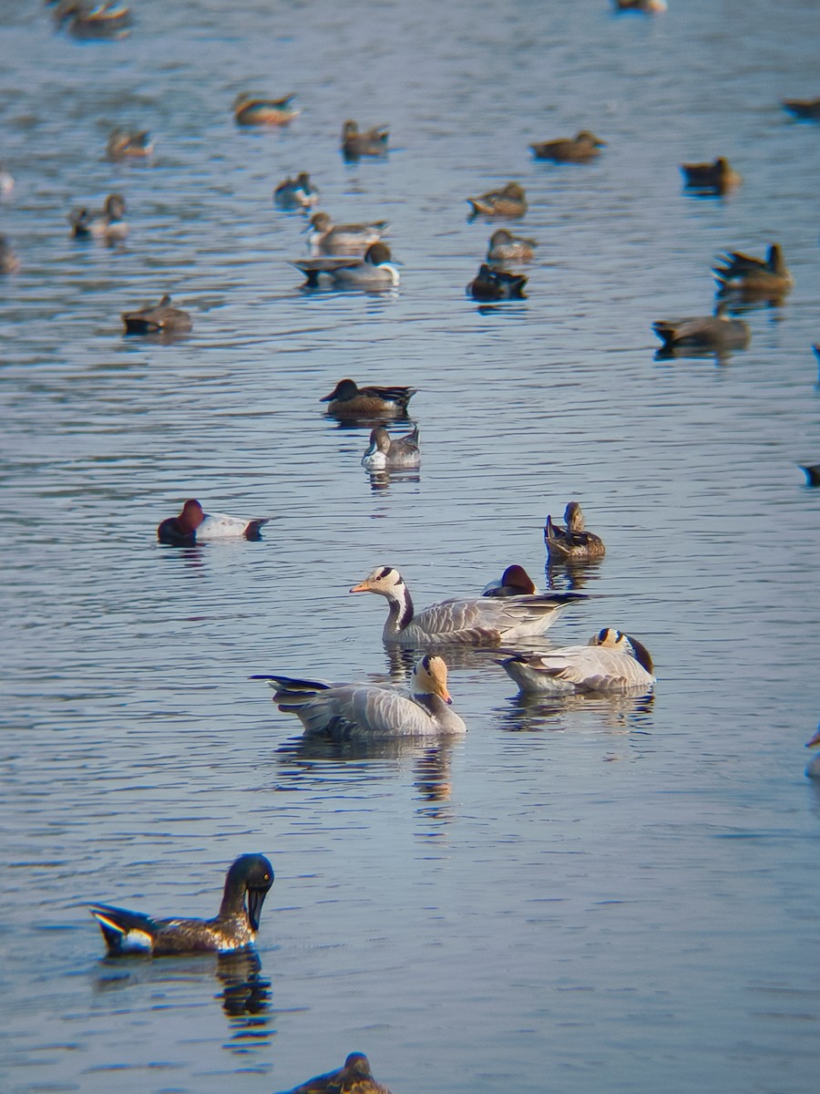 Гуска гірська - ML645098949