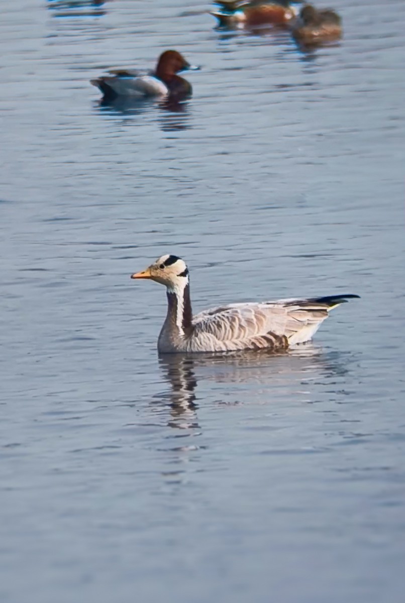 斑頭雁 - ML645098950