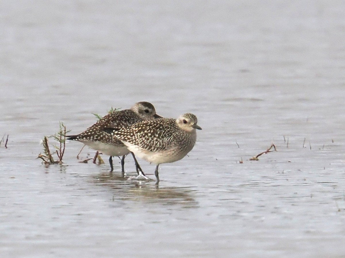 灰斑鴴 - ML645098951