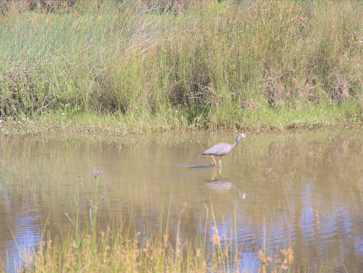 白臉鷺 - ML645098953