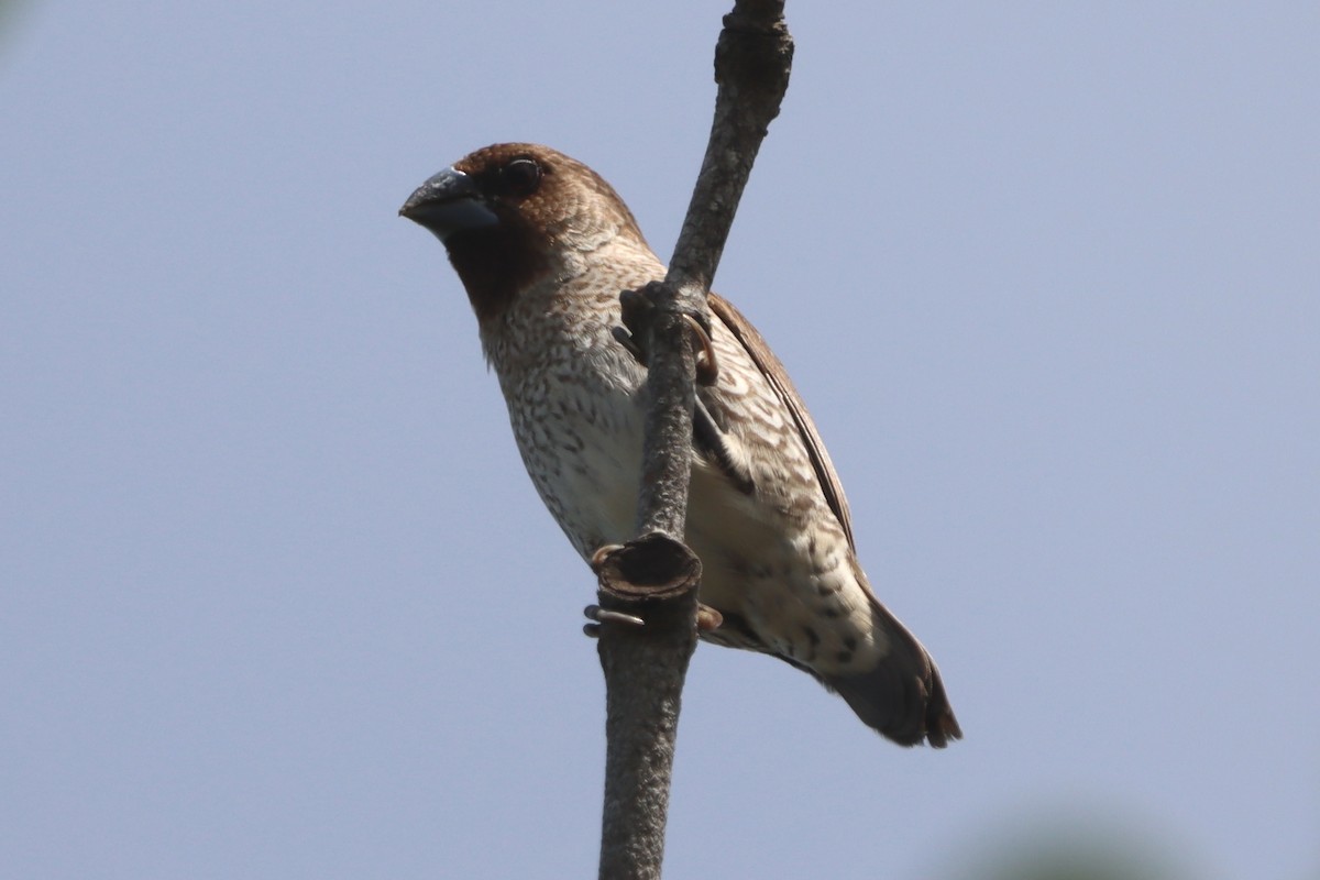 斑文鳥 - ML645098958