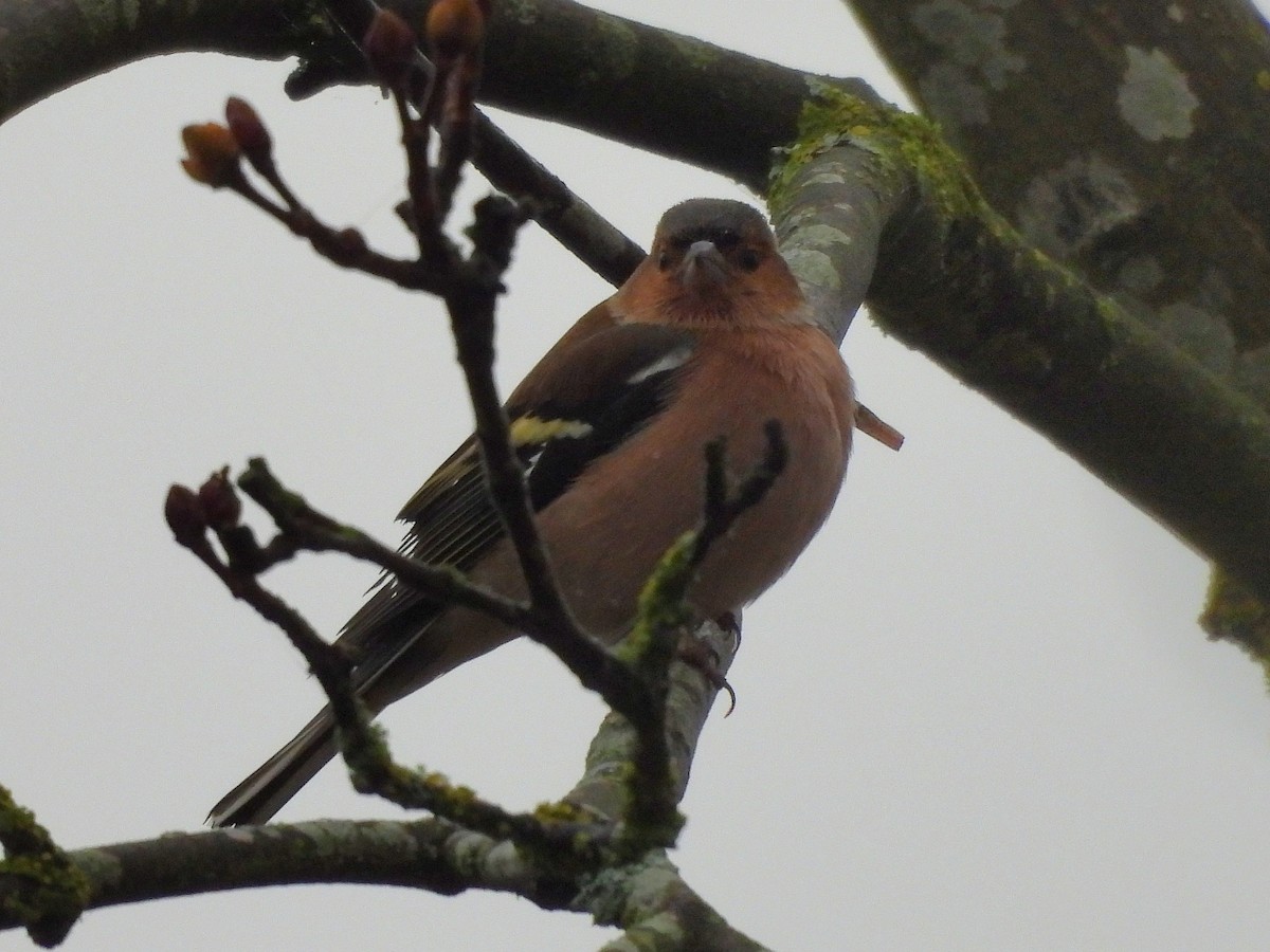 Common Chaffinch - ML645098960