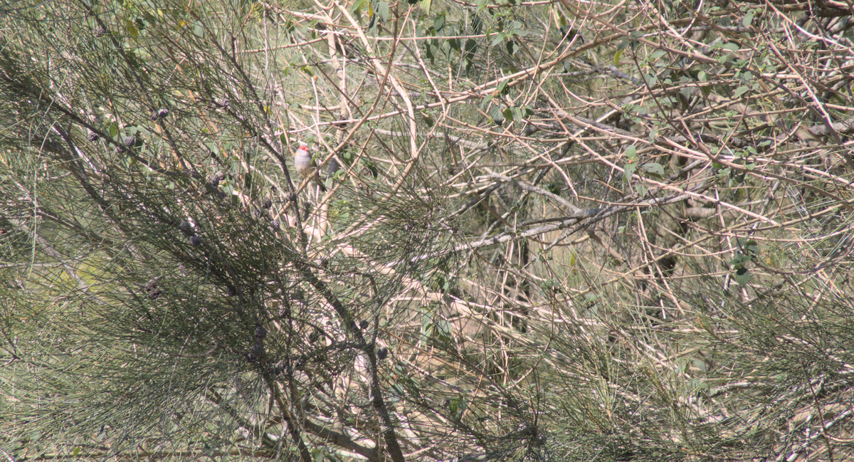 Red-browed Firetail - ML645098961
