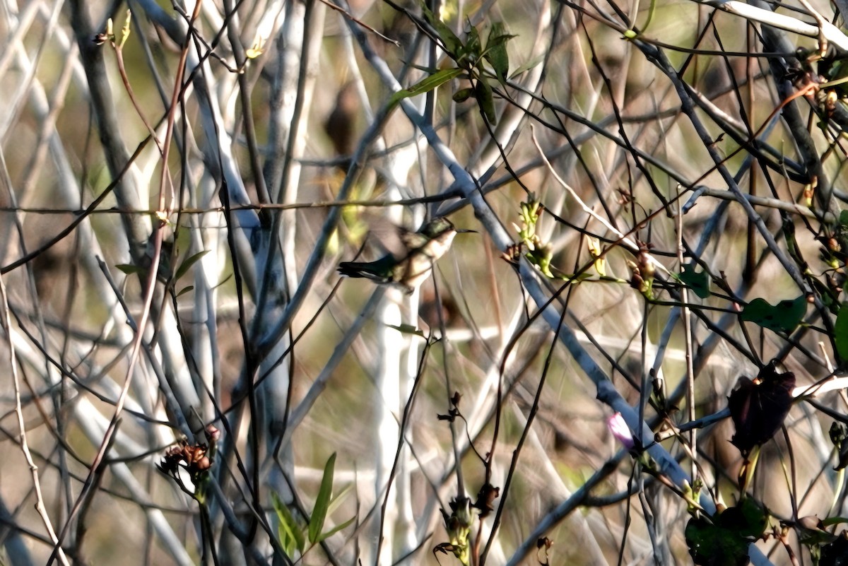 Ruby-throated Hummingbird - ML645098962