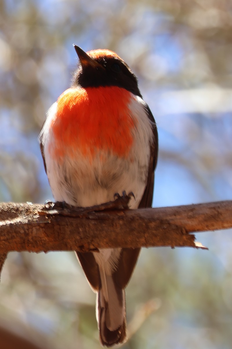 Red-capped Robin - ML645098963