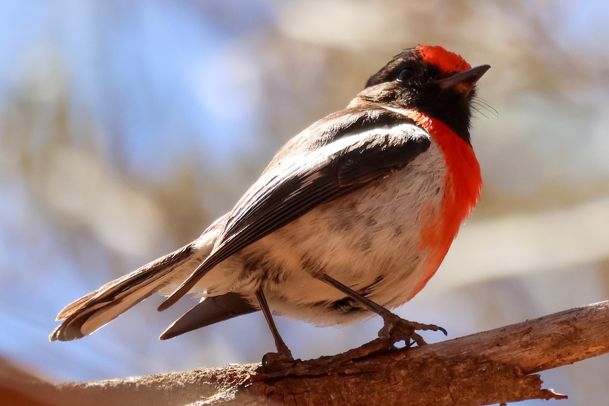 Red-capped Robin - ML645098964