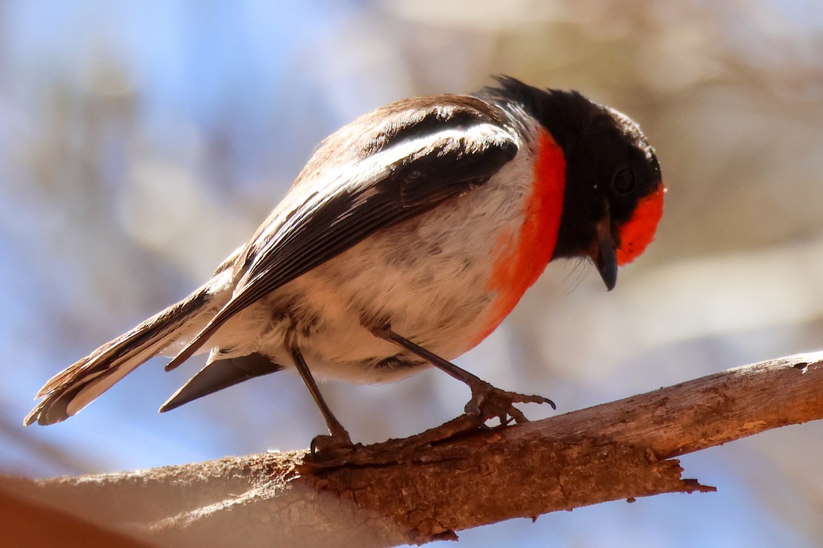 Red-capped Robin - ML645098965