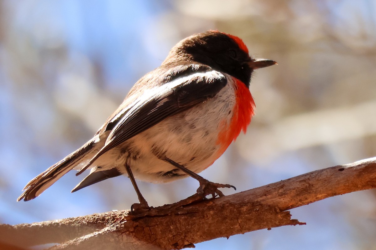 Red-capped Robin - ML645098966