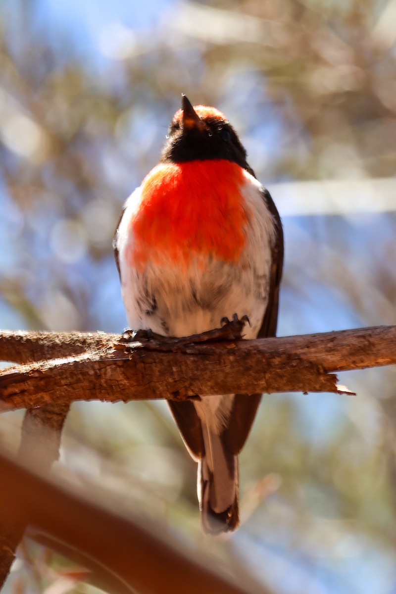 Red-capped Robin - ML645098967