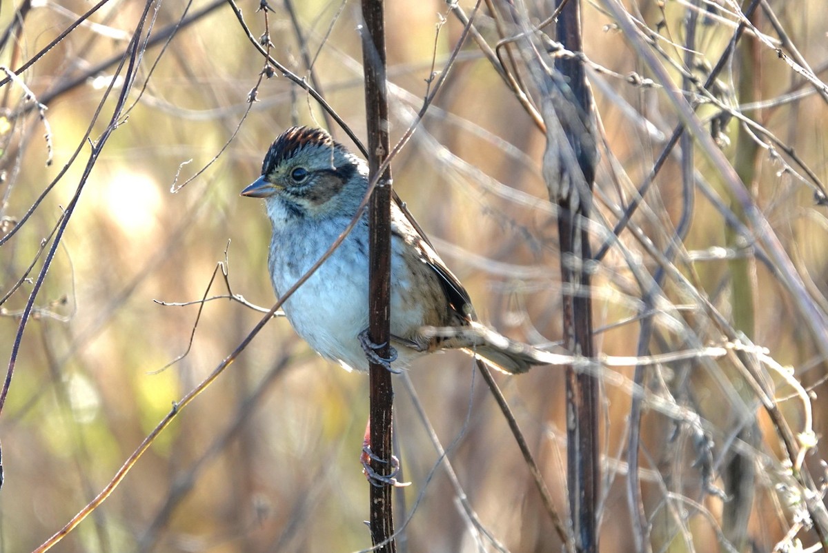 Swamp Sparrow - ML645098969