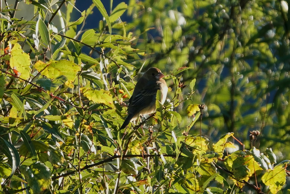 Blue Grosbeak - ML645098970