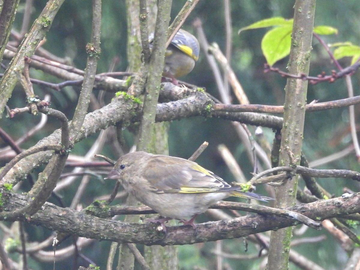 European Greenfinch - ML645098971