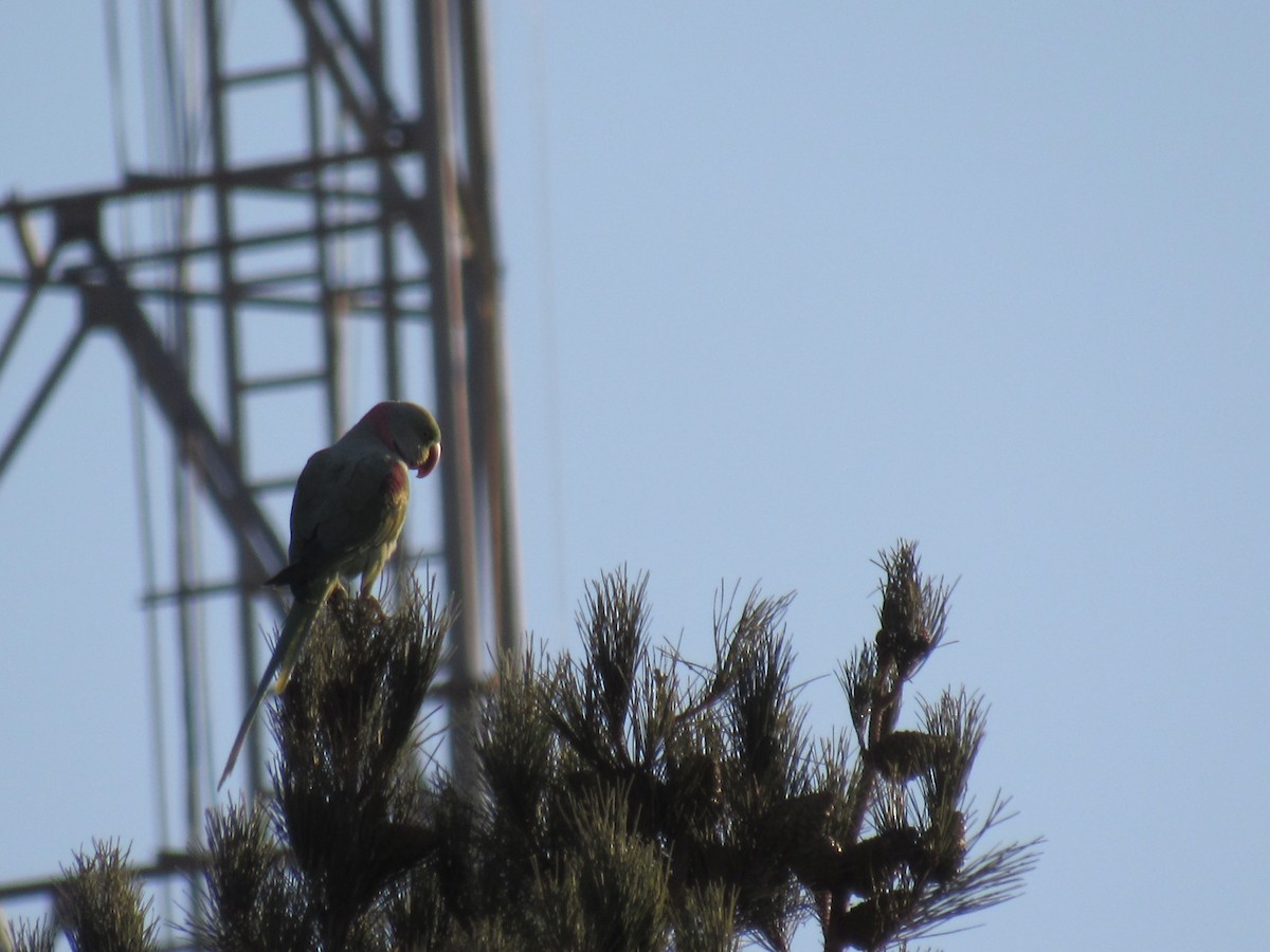 亞歷山大鸚鵡 - ML645098980