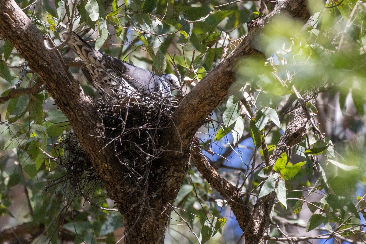 Wonga Pigeon - ML645098981