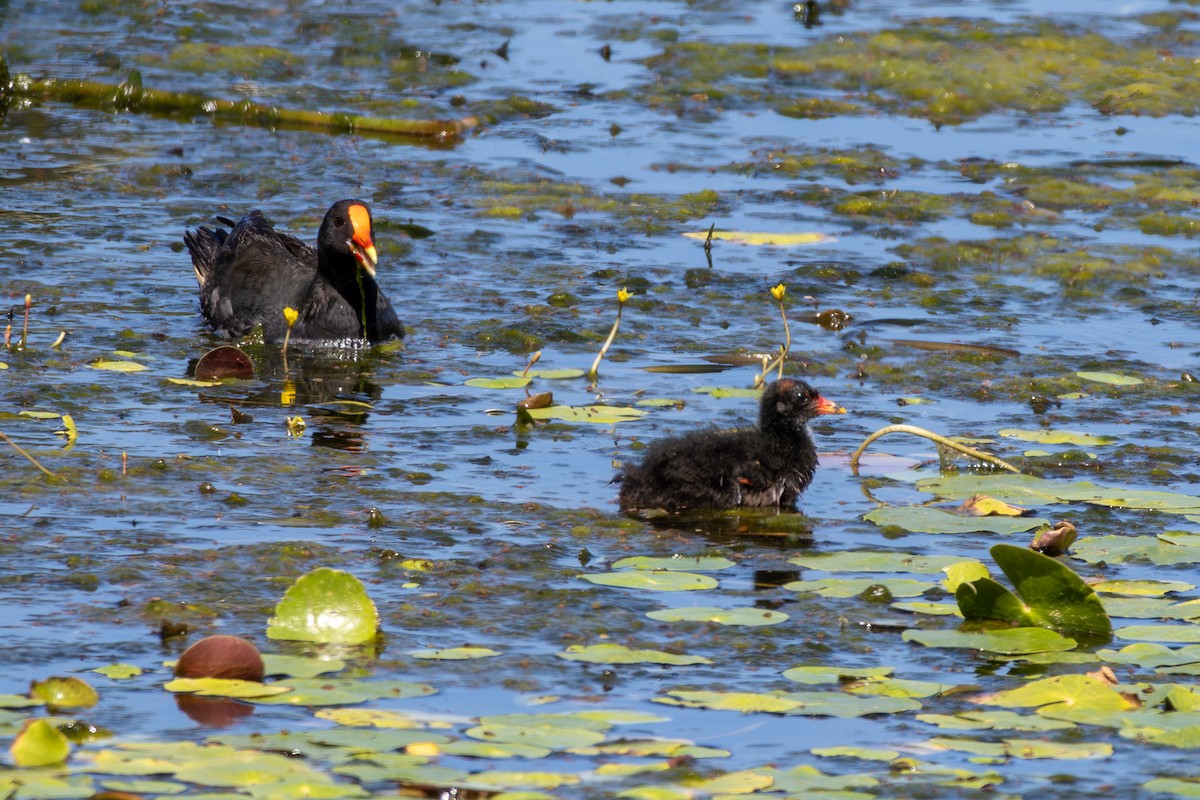 Dusky Moorhen - ML645098983