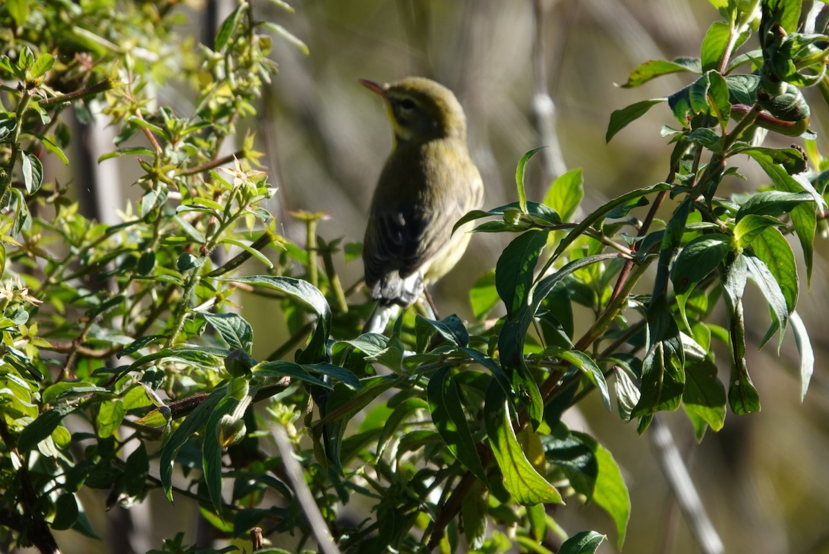 Prairie Warbler - ML645098984