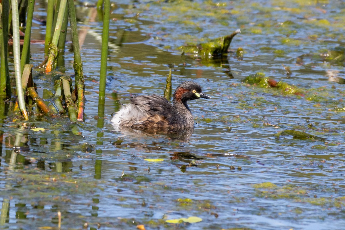 Australasian Grebe - ML645098985