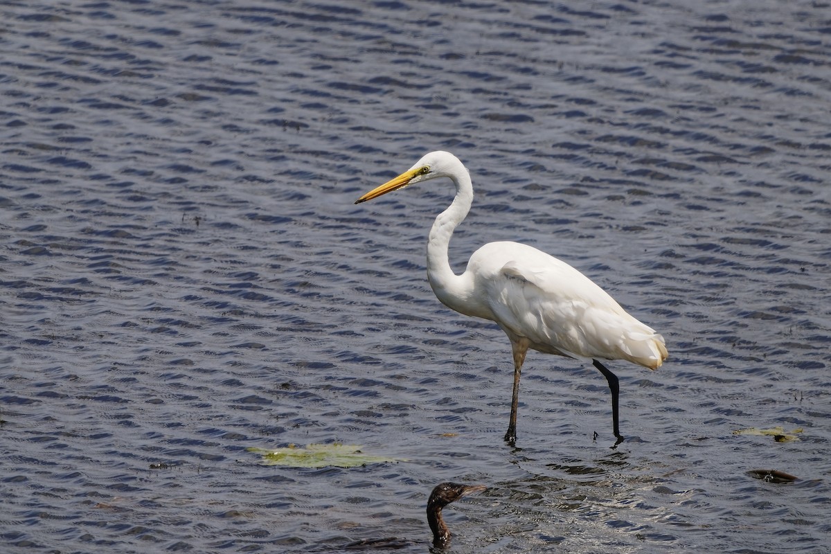 大白鷺 - ML645098986