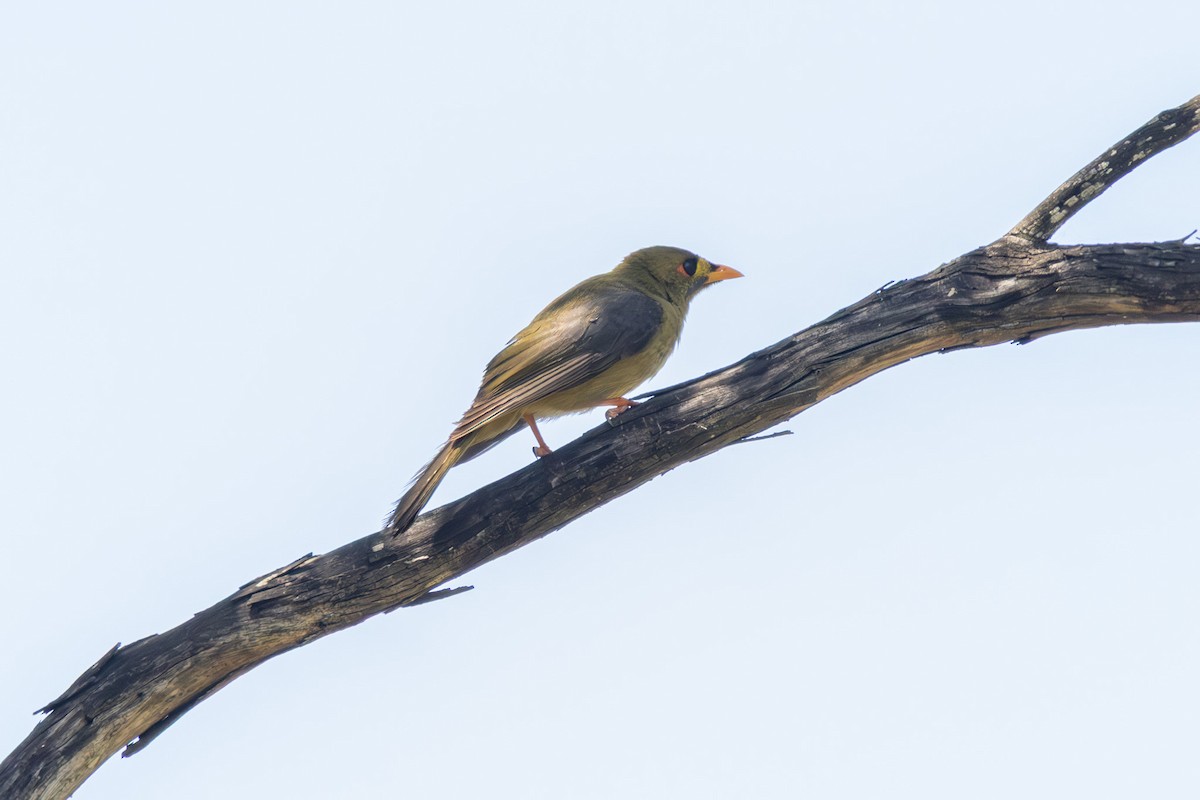 Bell Miner - ML645098988