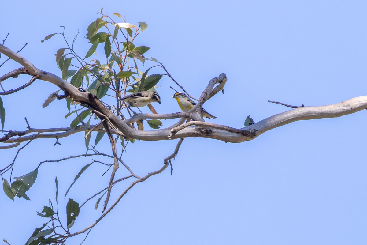 Striated Pardalote (Eastern) - ML645098991