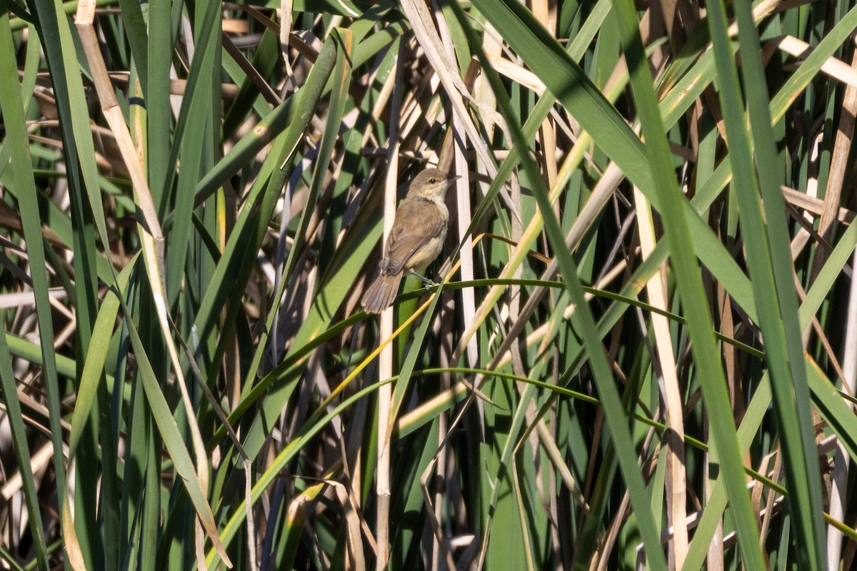 Australian Reed Warbler - ML645098992
