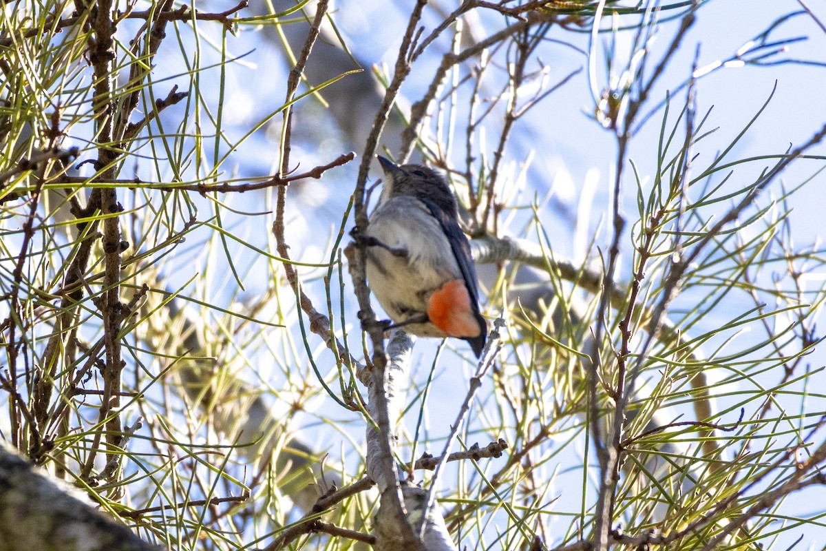 Mistletoebird - ML645098993