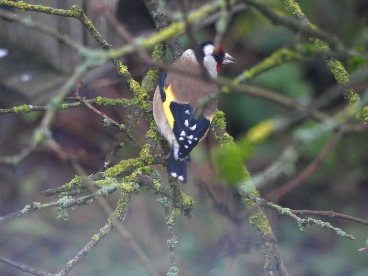 European Goldfinch - ML645098994