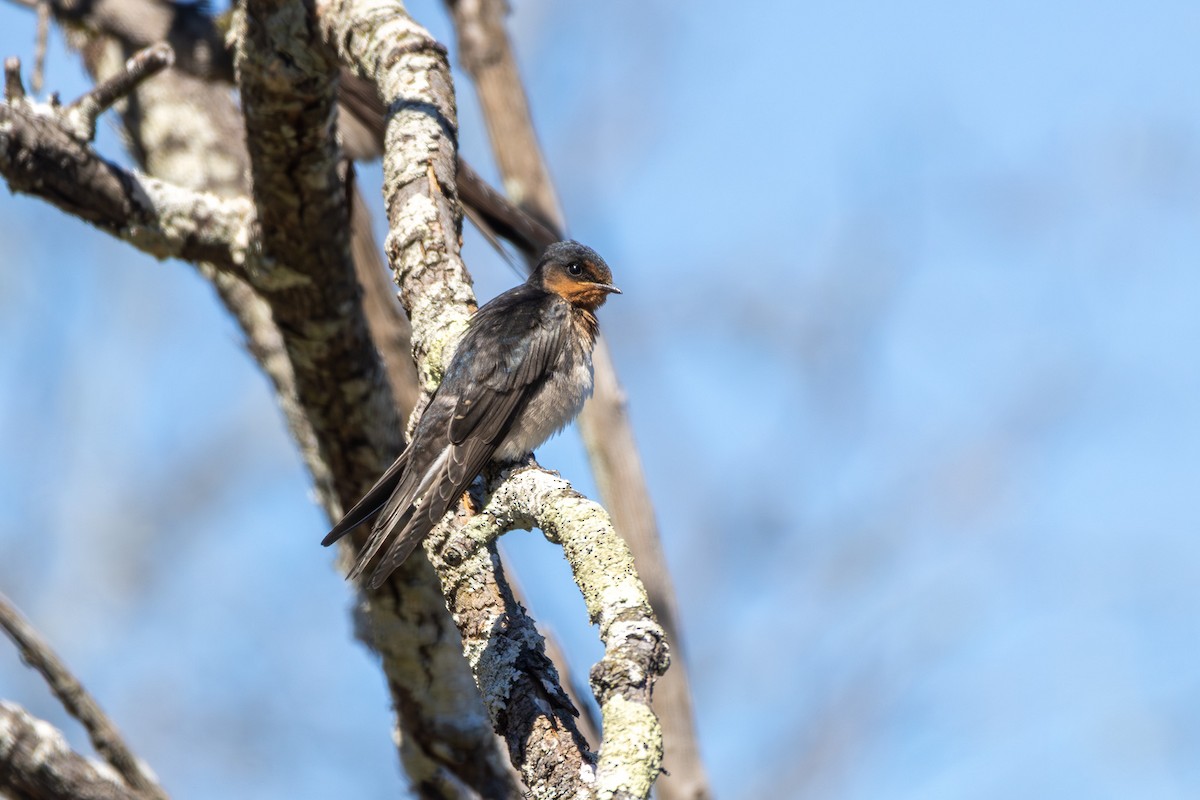 Welcome Swallow - ML645098995