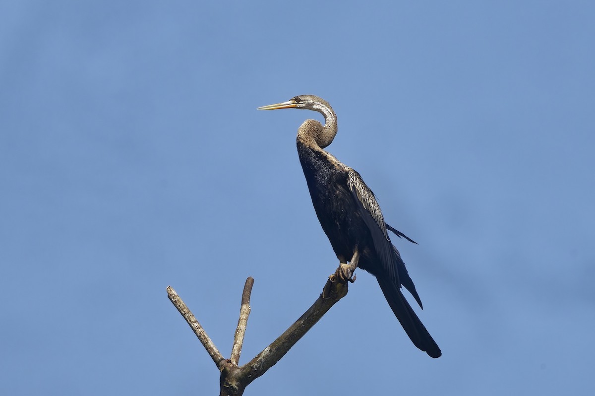 Anhinga roux - ML645099009